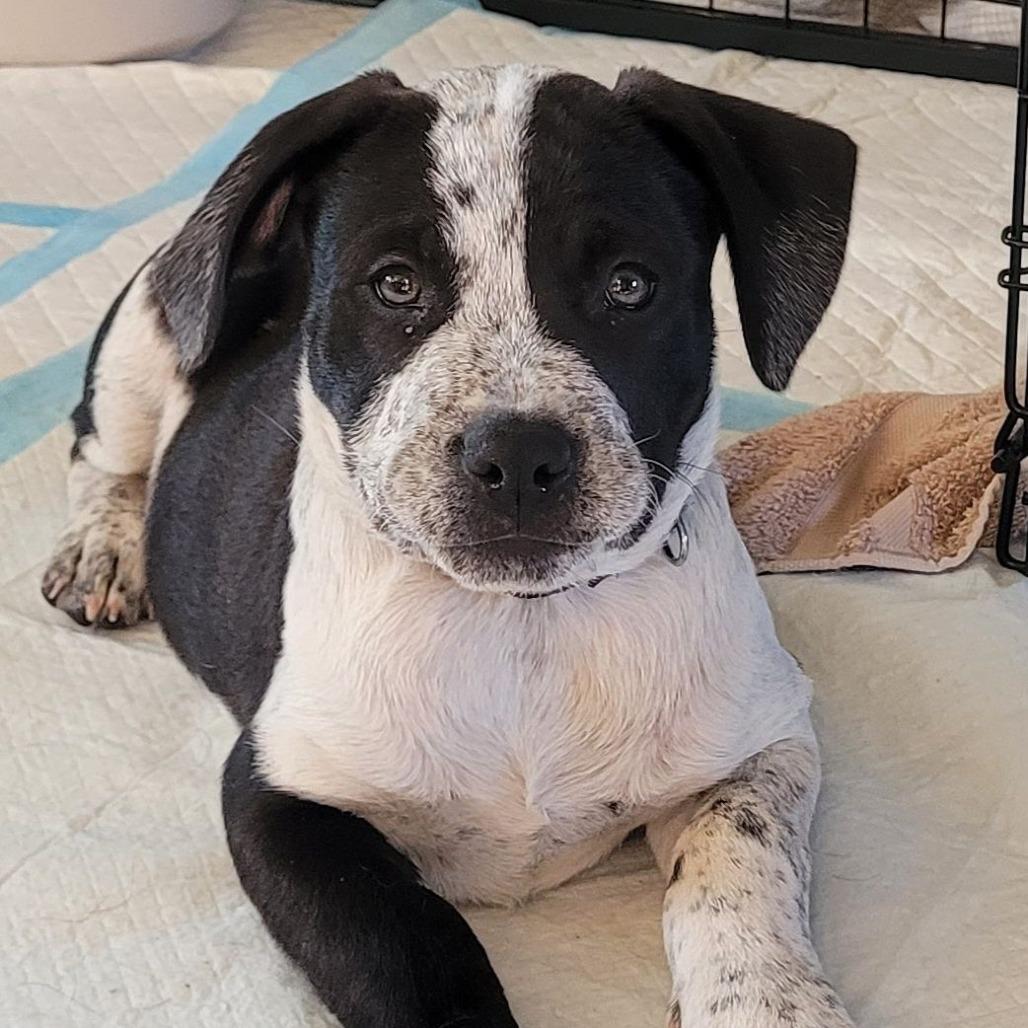 Conway $475, a Adoptable mixed breed image 2/5