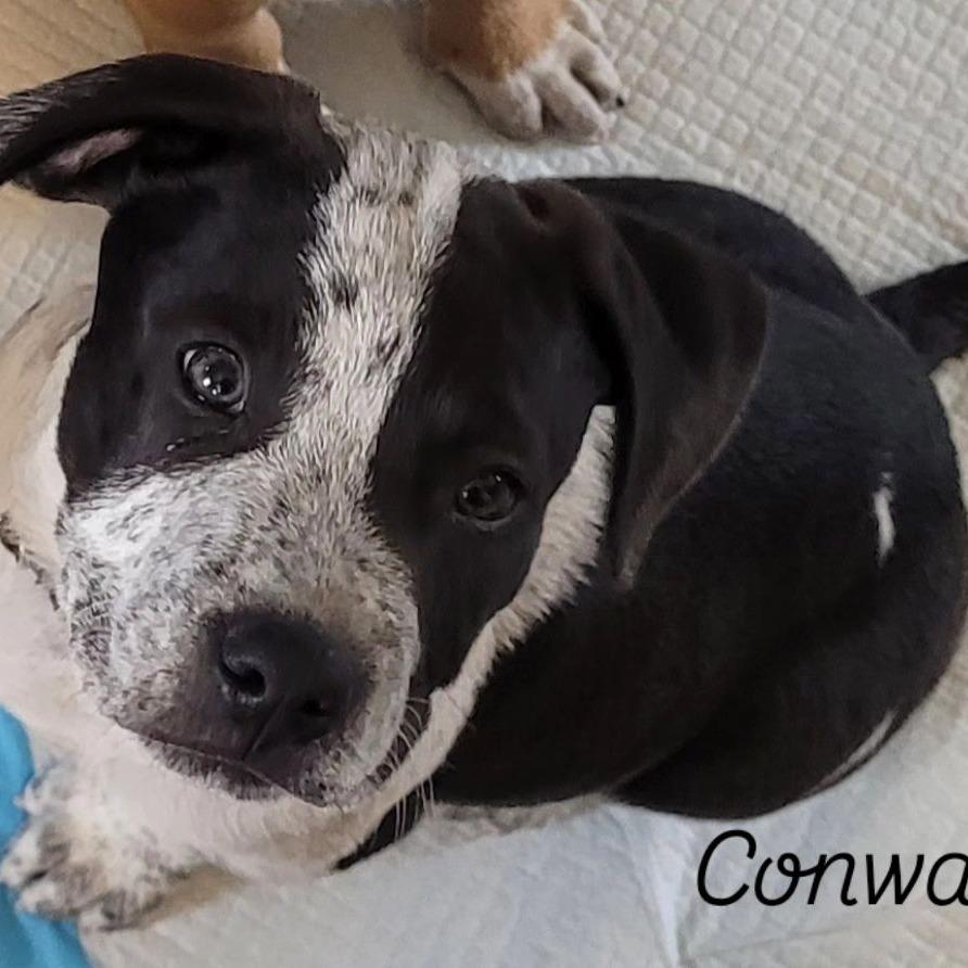 Conway $475, Adoptable, Puppy Male Pit Bull Terrier & Mixed Breed.