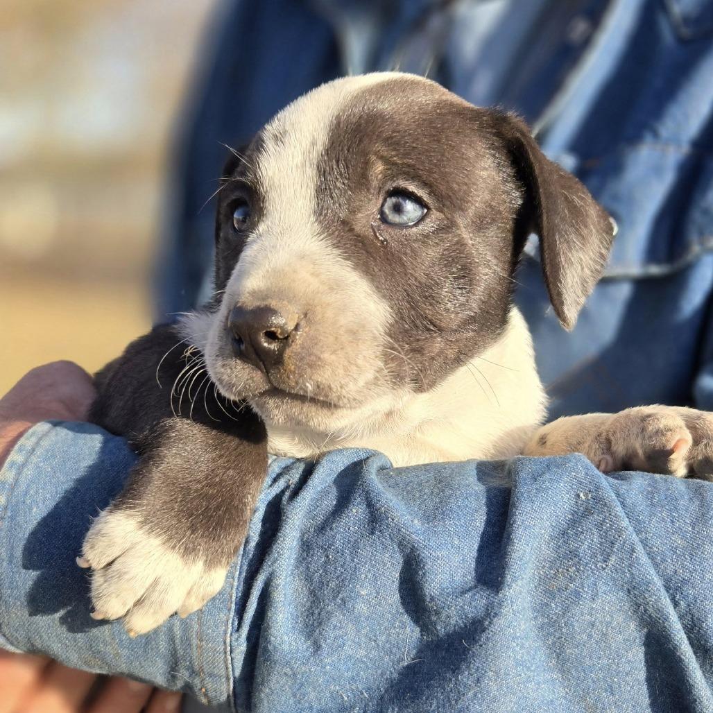 Conway $475, a Adoptable mixed breed image 4/5