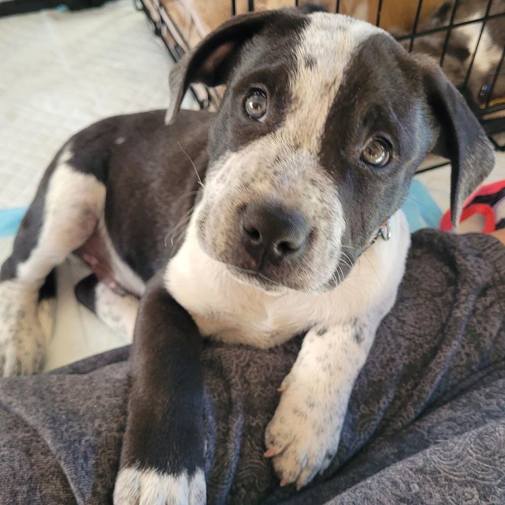 Conway $475, a Adoptable mixed breed image 5/5