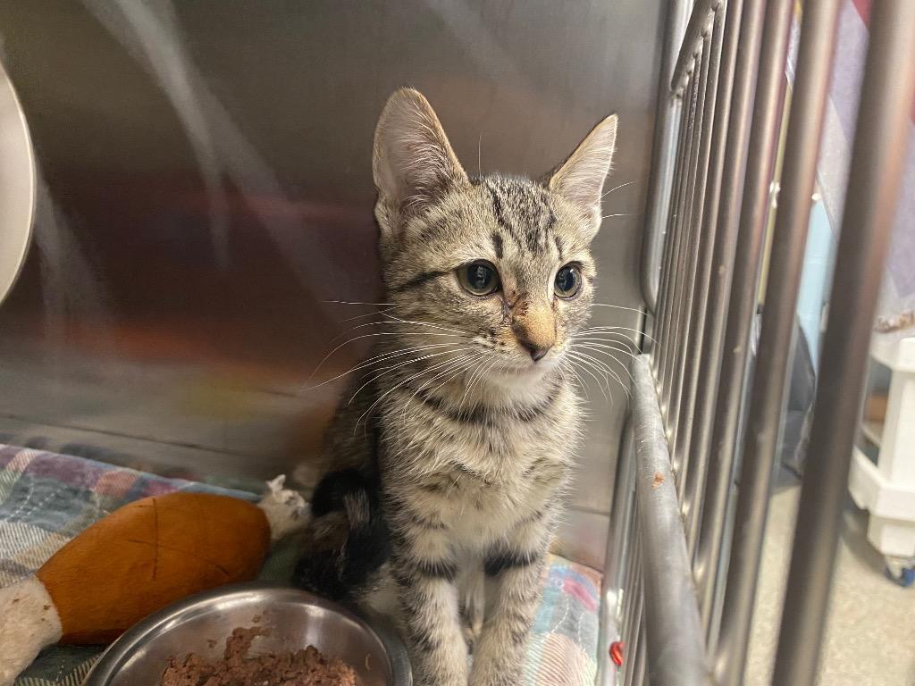 Chickpea, Adoptable, Kitten Female Domestic Short Hair.