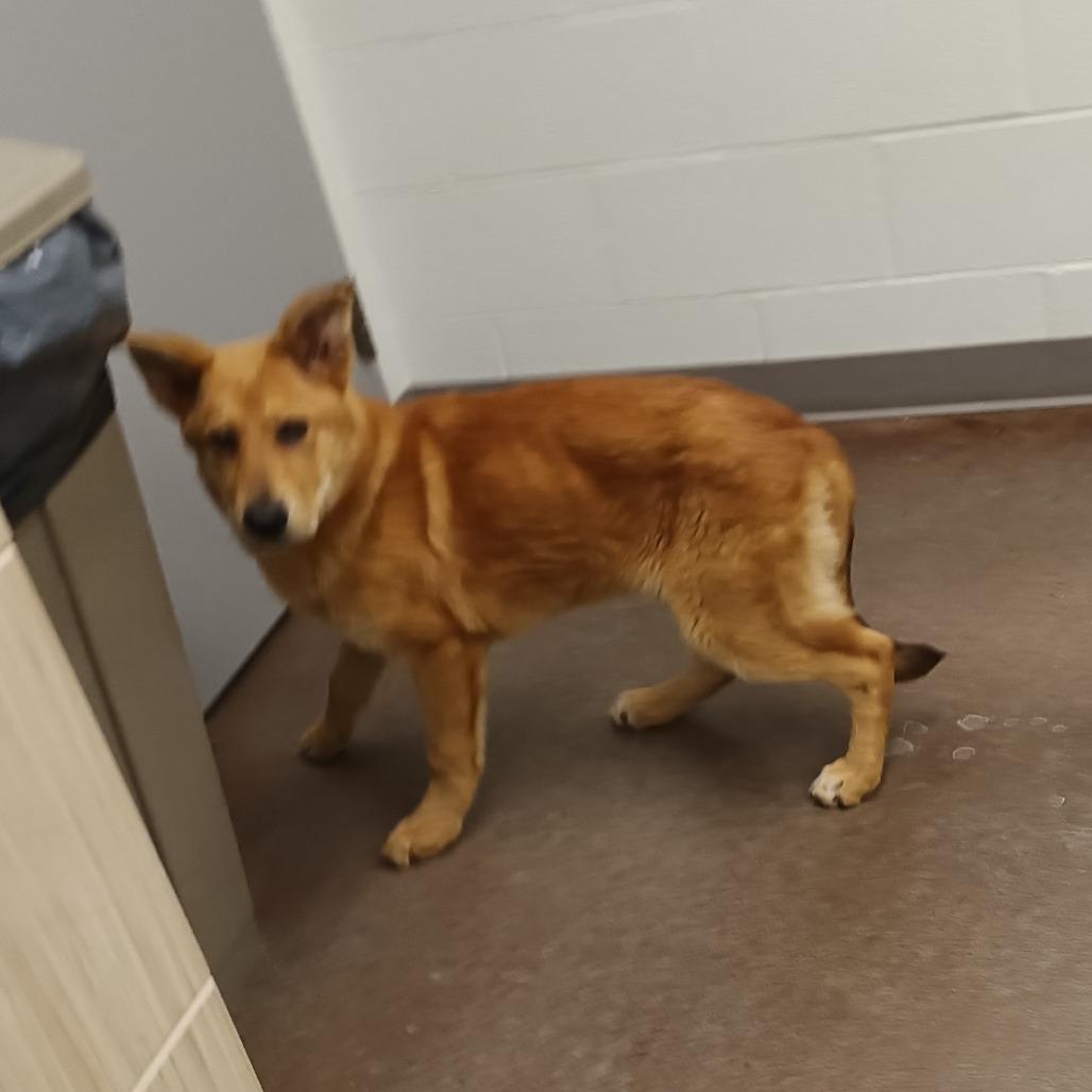 Enlarge Golden, a Adoptable Mixed Breed in Chattanooga, TN image 1/4
