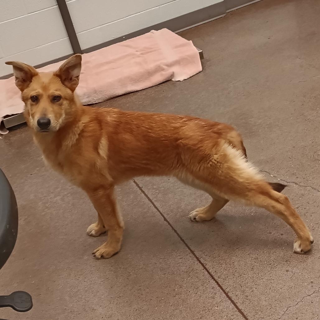 Enlarge Golden, a Adoptable Mixed Breed in Chattanooga, TN image 2/4