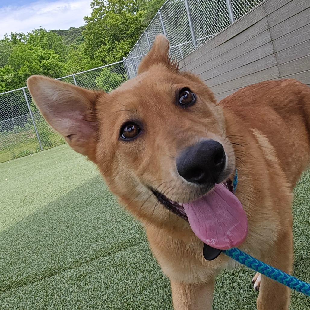 Enlarge Golden, a Adoptable Mixed Breed in Chattanooga, TN image 3/4