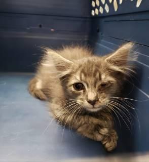 Enlarge Dumpling, an adopted Domestic Long Hair in Allen, TX image 1/1