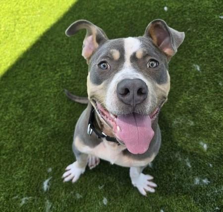 FERNANDO, Adoptable, Young Male Pit Bull Terrier.
