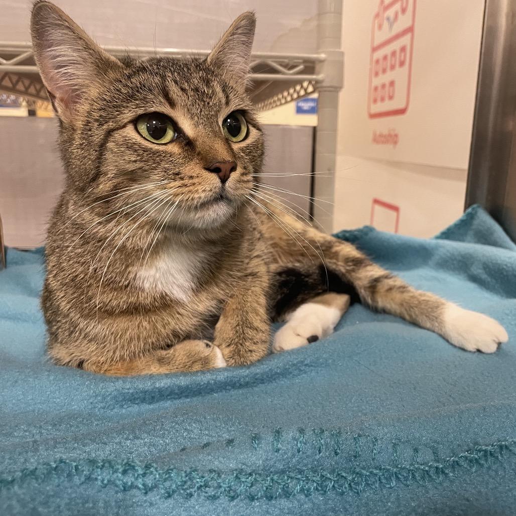 Dianthus, Adoptable, Adult Female Domestic Short Hair.