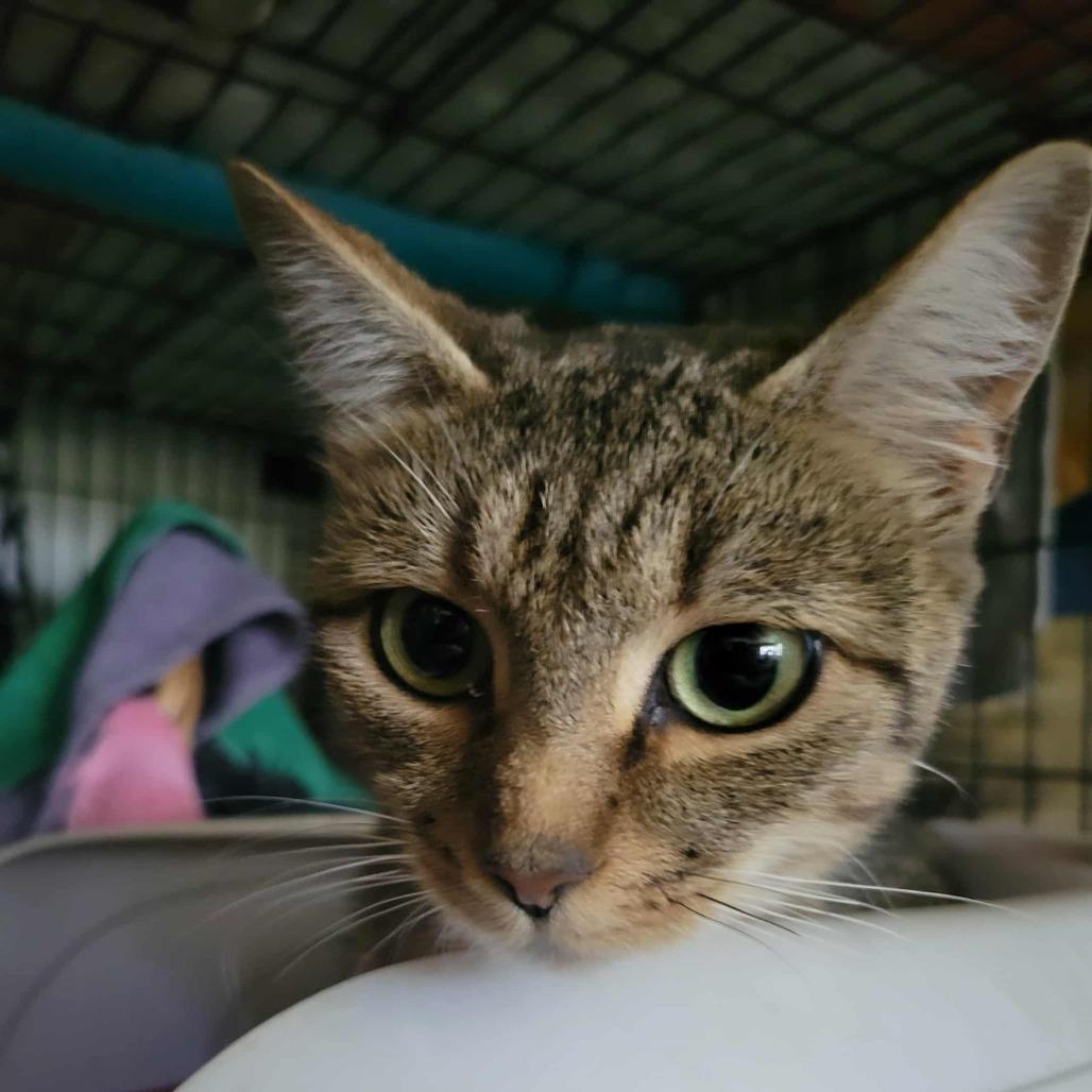 Dianthus, Adoptable, Adult Female Domestic Short Hair.