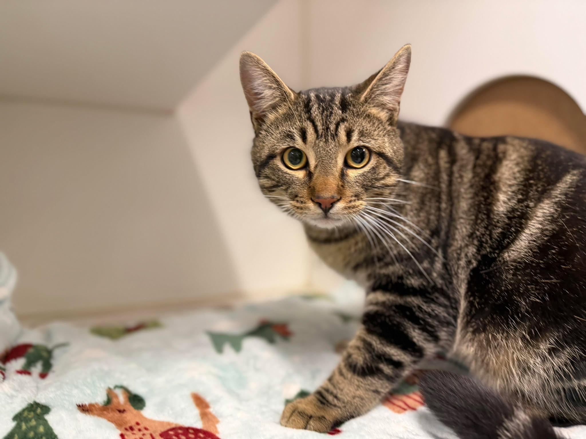 Zimmy, ADOPTABLE, Adult Male Domestic Short Hair.