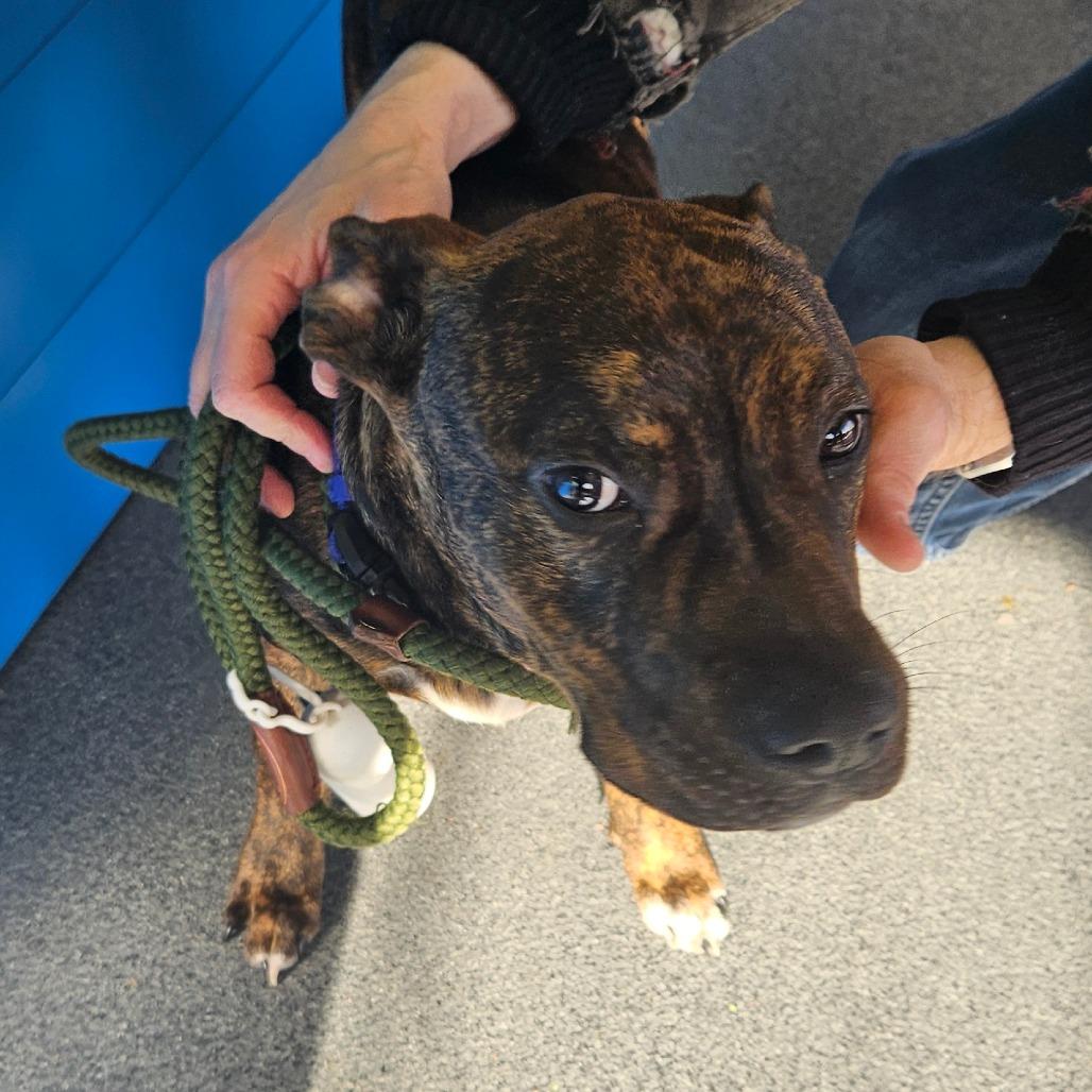 Enlarge Claudius, a Adoptable Pit Bull Terrier in Montgomery, AL image 1/1