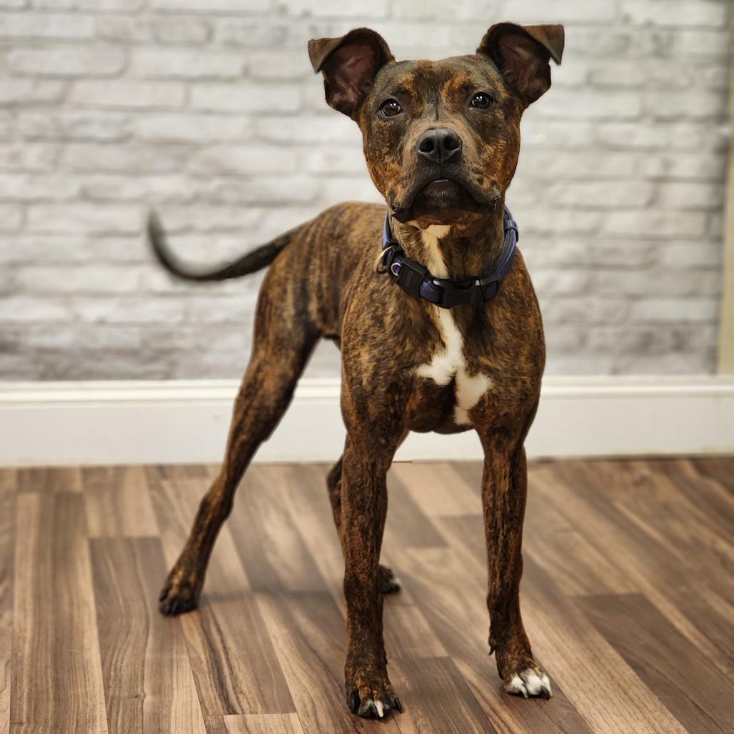 Claudius, a Adoptable Pit Bull Terrier in Montgomery, AL image 2/2
