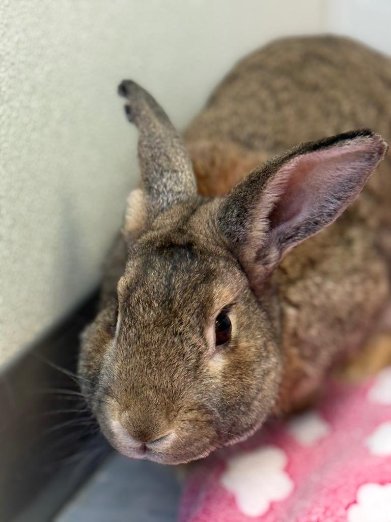 Enlarge Engine 202, a ADOPTABLE mixed breed in New Philadelphia, OH image 1/1