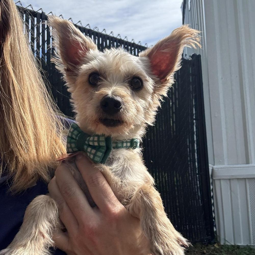Bastian, Adoptable, Adult Male Chihuahua & Yorkshire Terrier.
