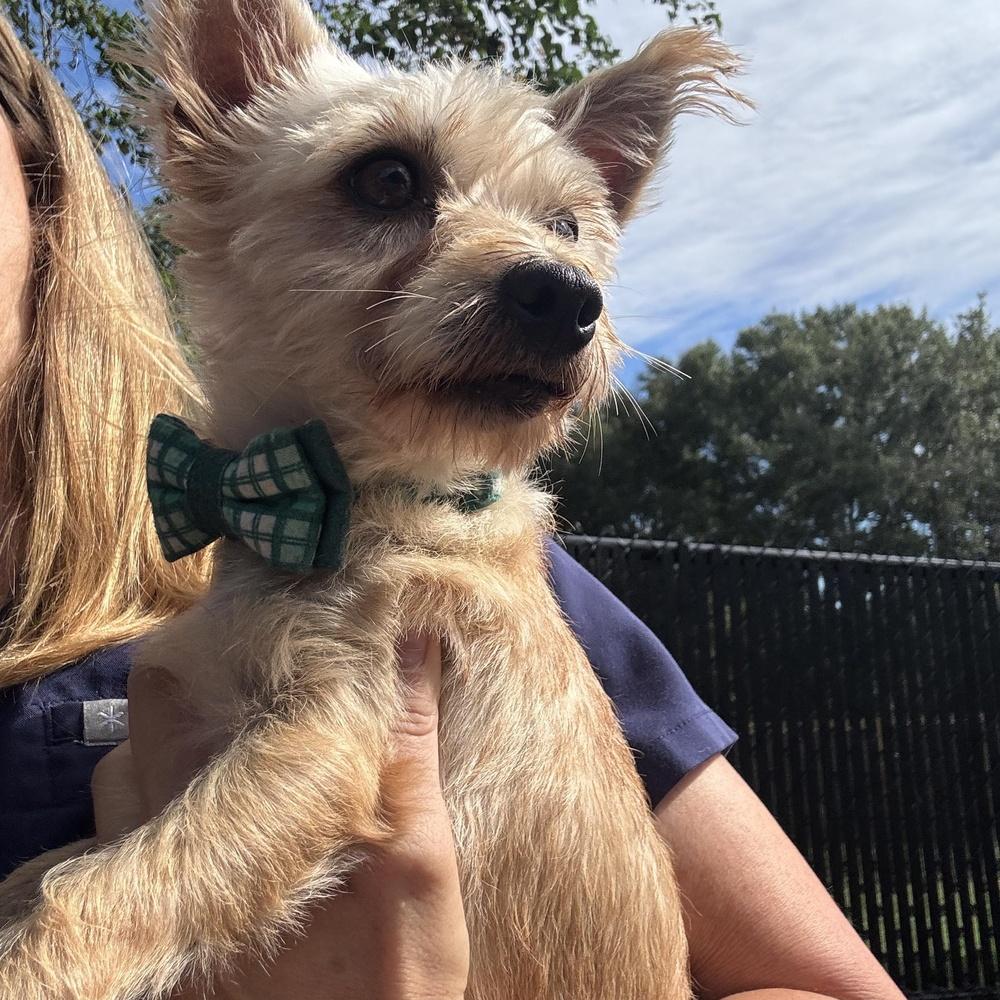 Enlarge Bastian, a Adoptable mixed breed in Richmond, TX image 2/3