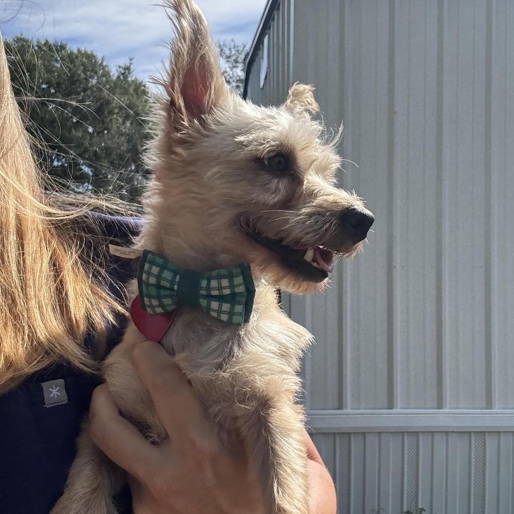 Enlarge Bastian, a Adoptable mixed breed in Richmond, TX image 3/3