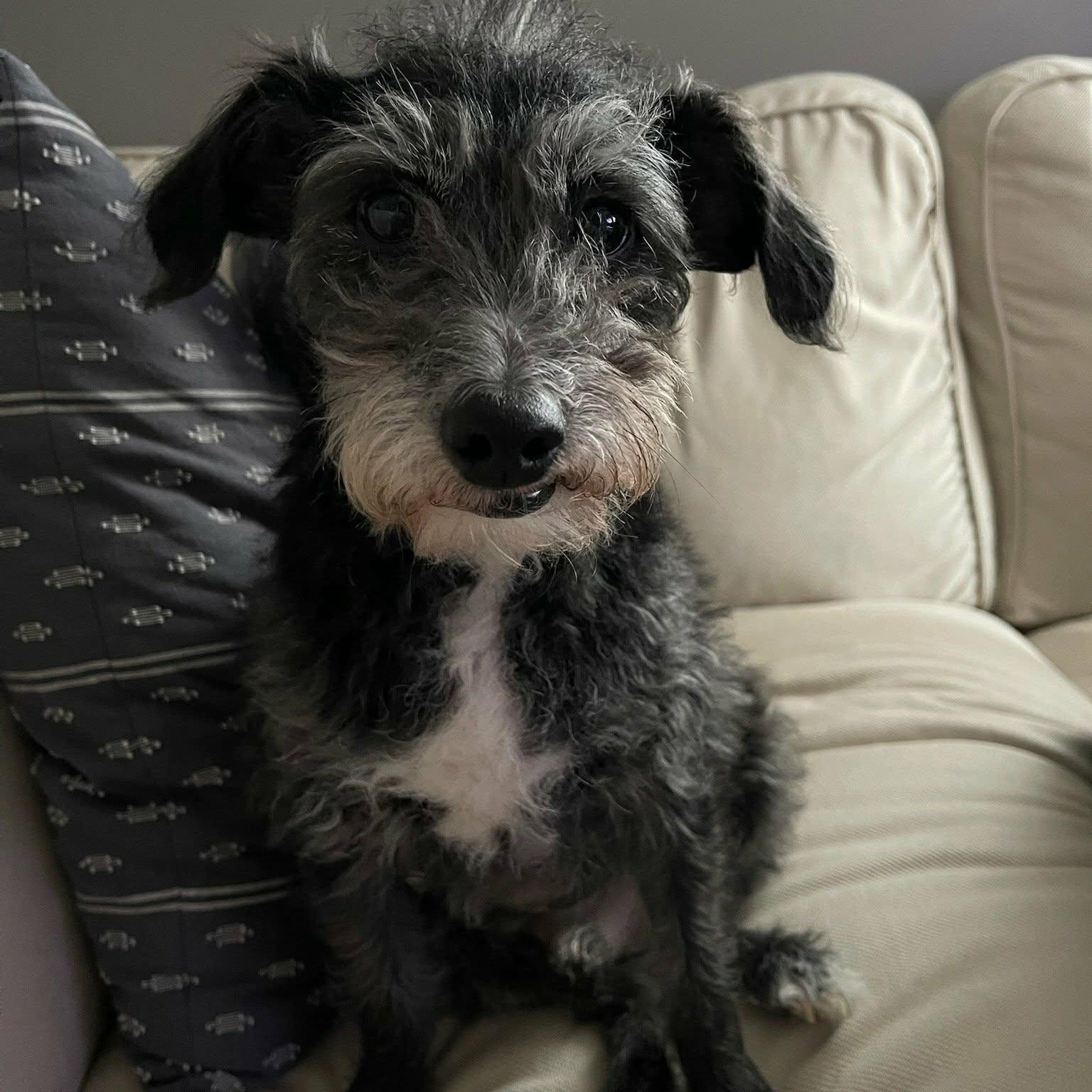 Maarten, Adoptable, Senior Male Poodle & Jack Russell Terrier.