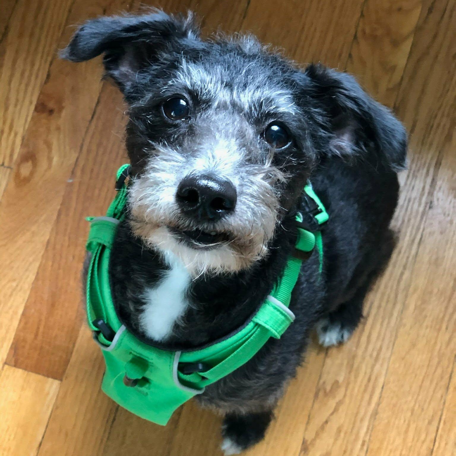 Enlarge Maarten, a Adoptable mixed breed in Schenectady, NY image 2/3