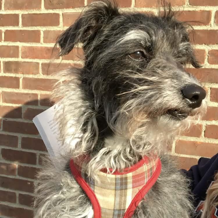 Enlarge Maarten, a Adoptable mixed breed in Schenectady, NY image 3/3