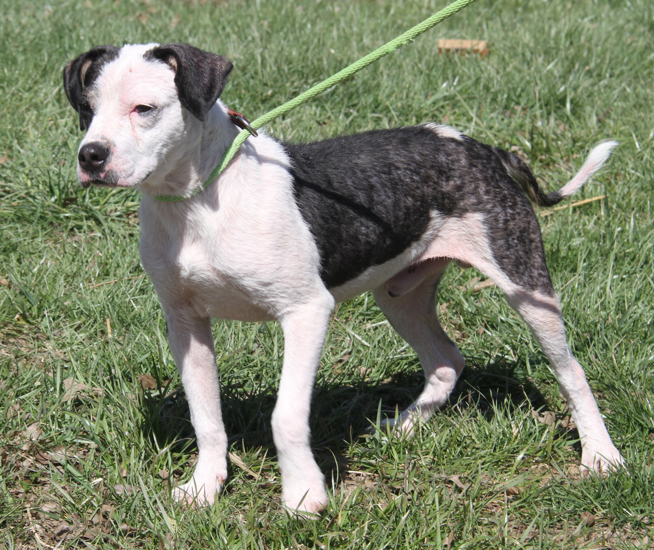 Ruger (Neutered) (Photos 3/25/2024)