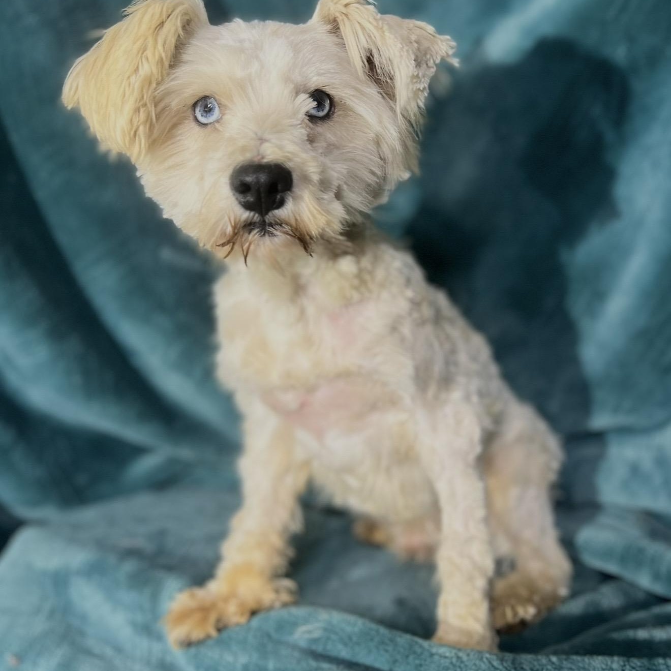 Mork , ADOPTABLE, Adult Male Miniature Schnauzer & Mixed Breed.