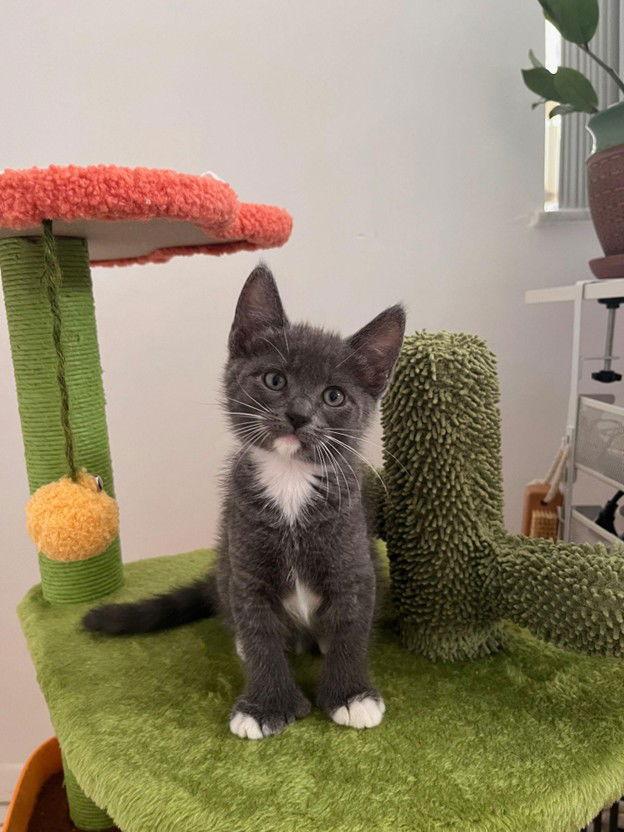 Enlarge Lacey, a Adopted Domestic Short Hair in Orlando, FL image 1/3