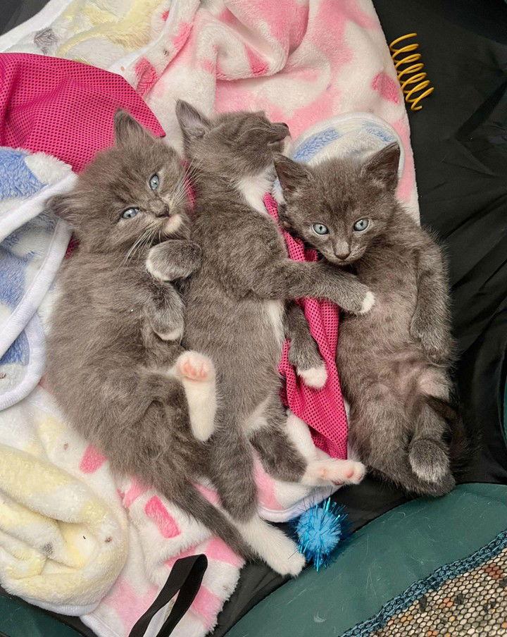 Enlarge Lacey, a Adopted Domestic Short Hair in Orlando, FL image 3/3