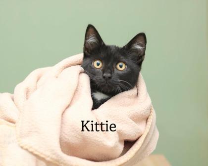 Kittie, Adoptable, Kitten Male Domestic Short Hair & Domestic Short Hair.