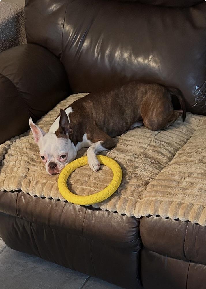 Little Bit Olive - 4295 FL, a Adoptable Boston Terrier in Maryville, TN image 3/6