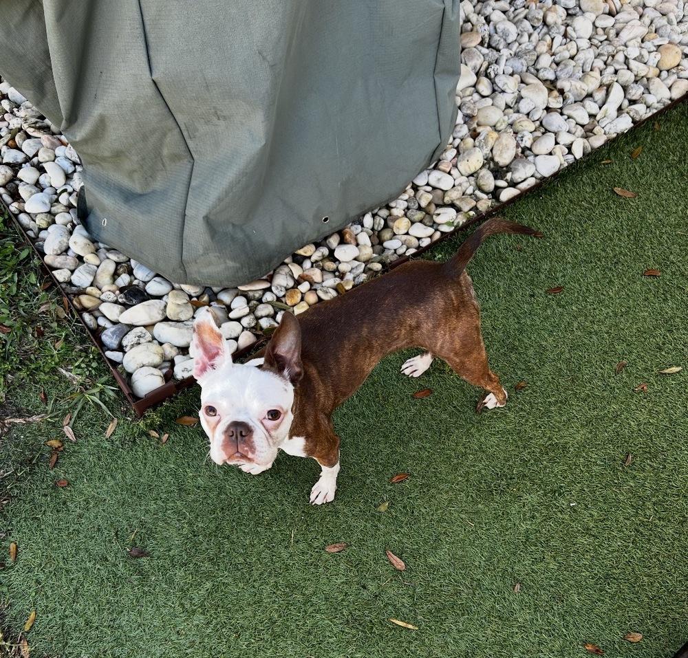 Little Bit Olive - 4295 FL, a Adoptable Boston Terrier in Maryville, TN image 4/6