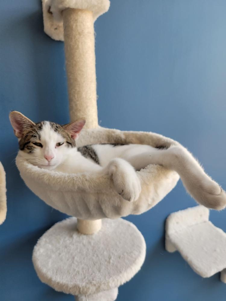 French Toast Sticks, Adoptable, Kitten Male Domestic Short Hair.