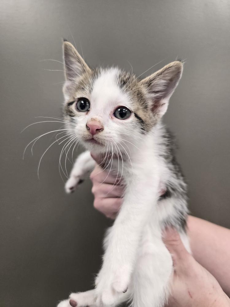 Enlarge French Toast Sticks, a Adoptable mixed breed in Wellington, KS image 2/4