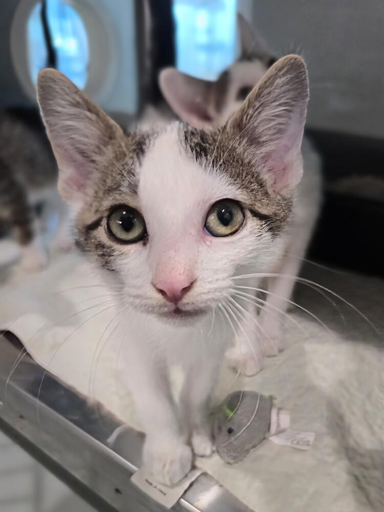 Enlarge French Toast Sticks, a Adoptable mixed breed in Wellington, KS image 3/4