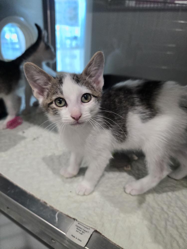 Enlarge French Toast Sticks, a Adoptable mixed breed in Wellington, KS image 4/4