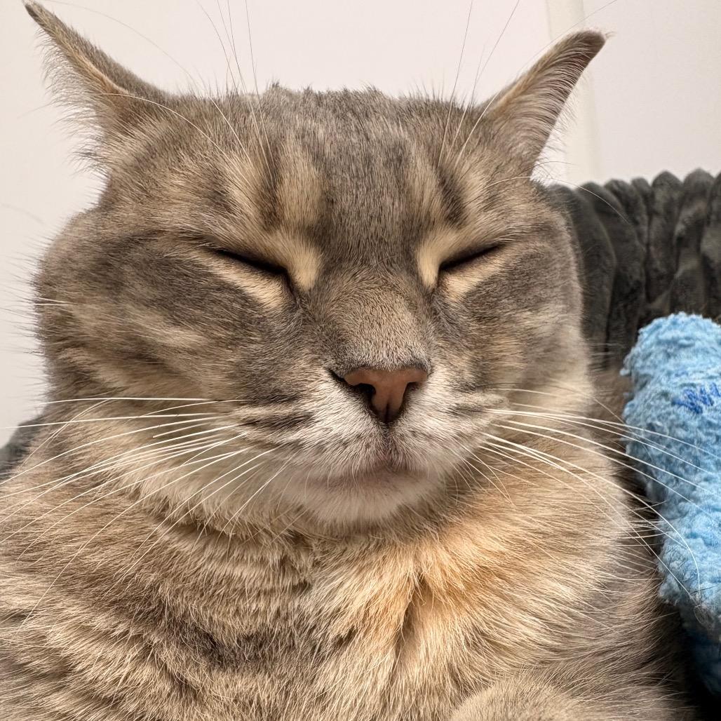 Nova, Adoptable, Adult Female Domestic Short Hair.