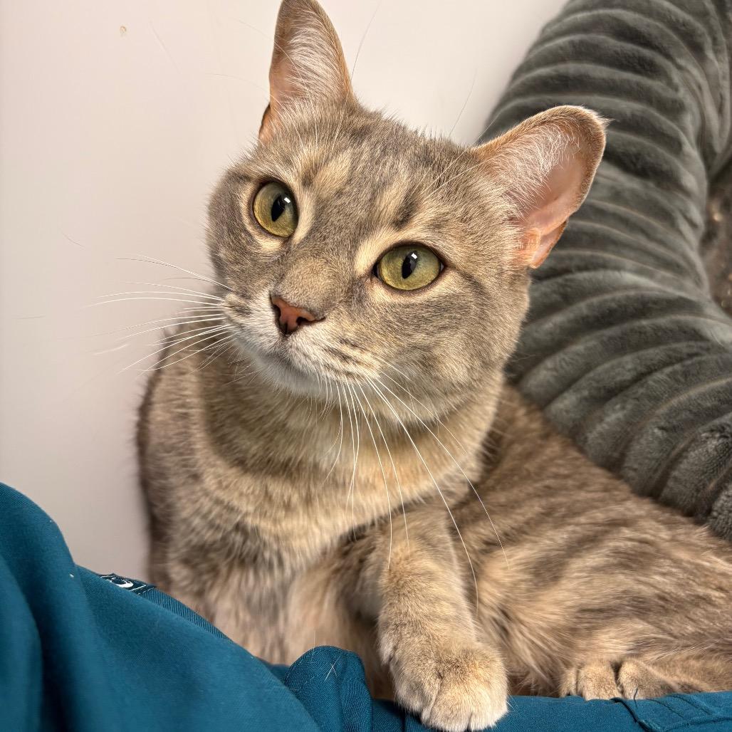 Nova, a Adoptable Domestic Short Hair in Saskatoon, SK image 2/6