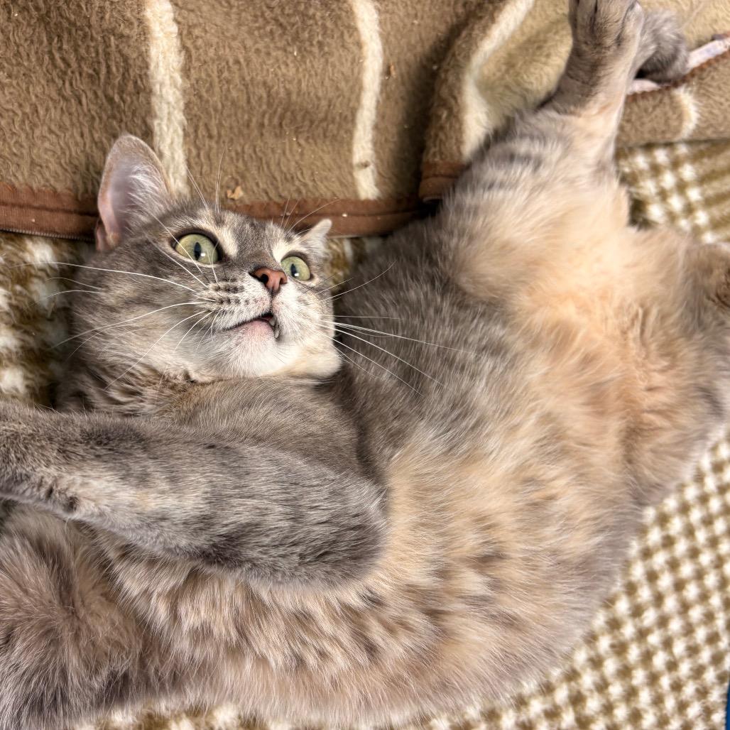 Nova, a Adoptable Domestic Short Hair in Saskatoon, SK image 3/6