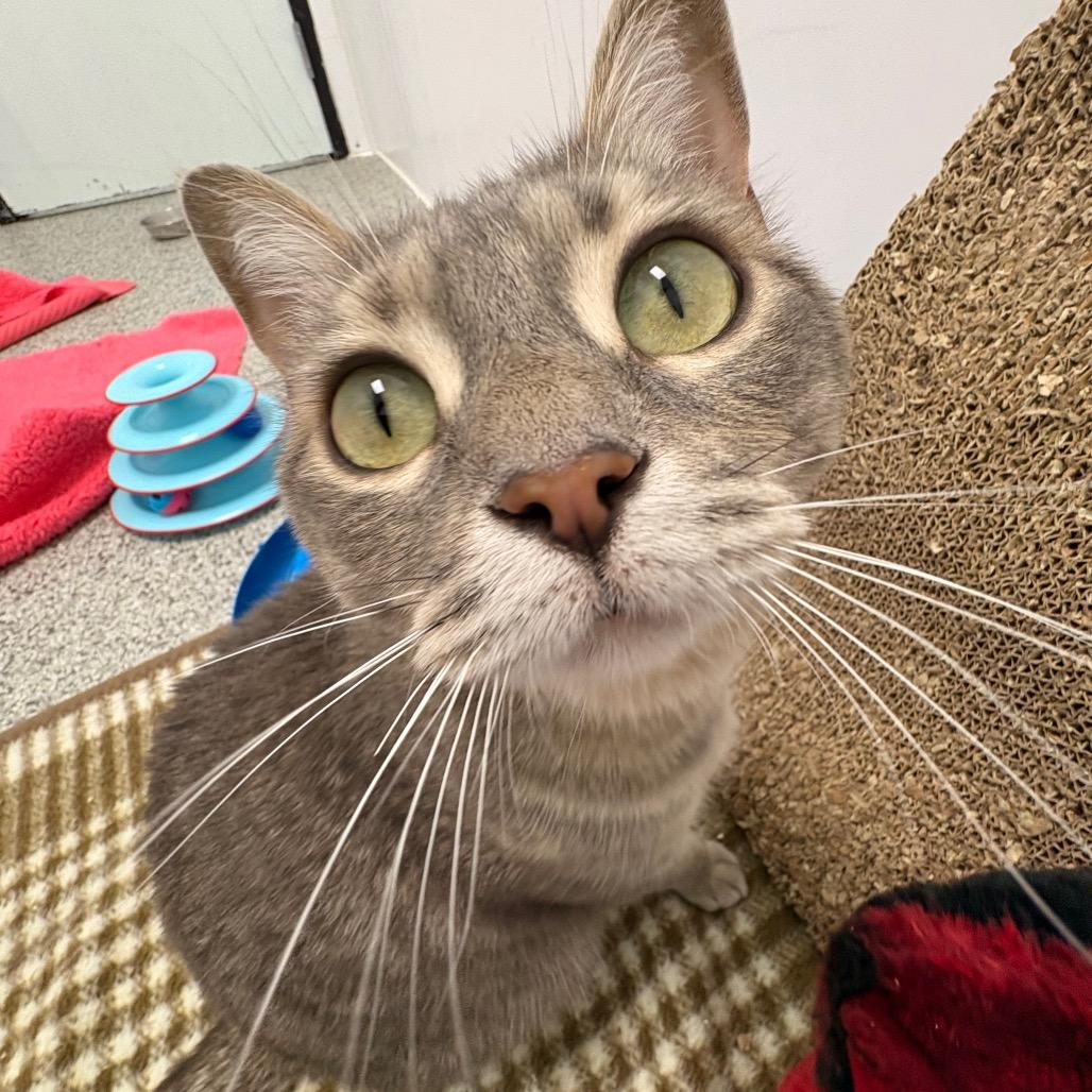 Nova, a Adoptable Domestic Short Hair in Saskatoon, SK image 4/6
