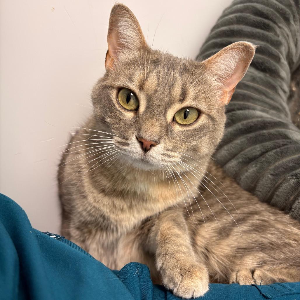 Nova, a Adoptable Domestic Short Hair in Saskatoon, SK image 5/6