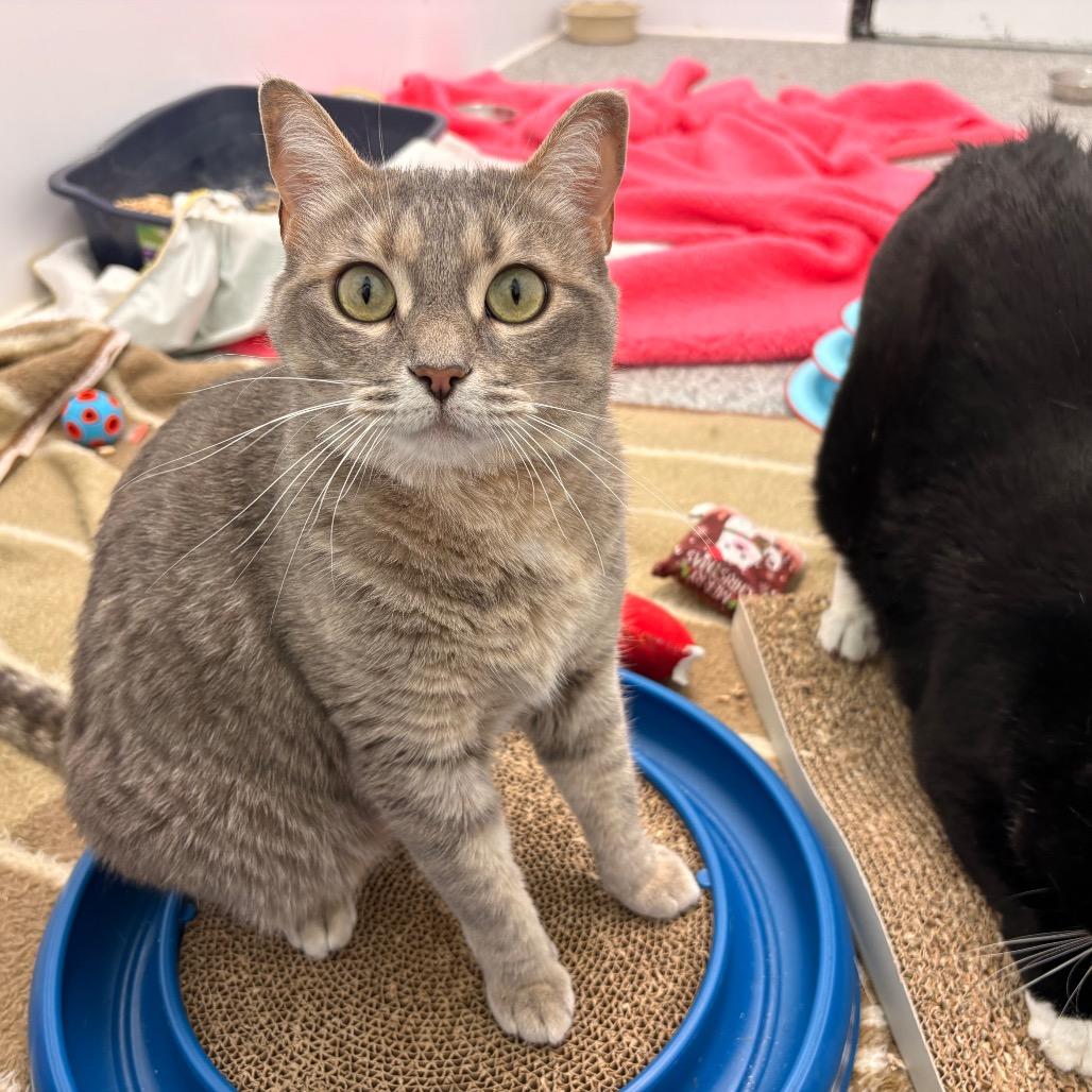 Nova, a Adoptable Domestic Short Hair in Saskatoon, SK image 6/6