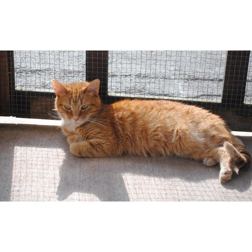 Top Notch, Adoptable, Adult Male Domestic Short Hair.