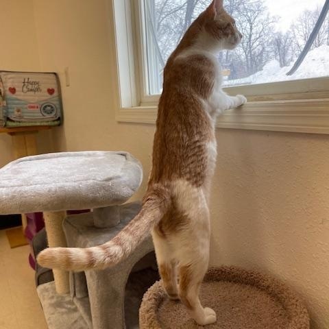 Enlarge Arrow, a ADOPTABLE Domestic Short Hair in Red Wing, MN image 3/5