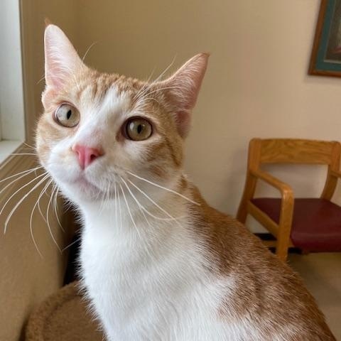 Enlarge Arrow, a ADOPTABLE Domestic Short Hair in Red Wing, MN image 5/5