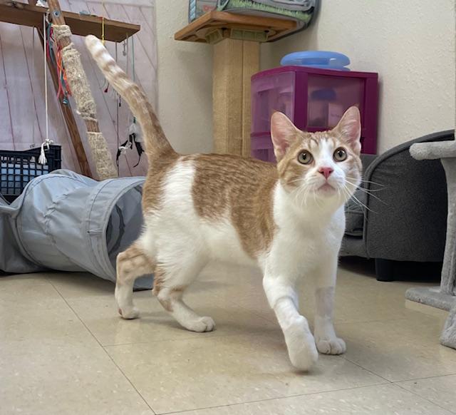 Arrow, ADOPTABLE, Young Male Domestic Short Hair.