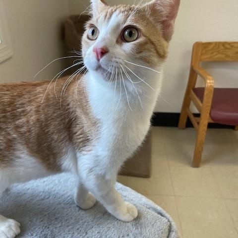 Enlarge Arrow, a ADOPTABLE Domestic Short Hair in Red Wing, MN image 4/5