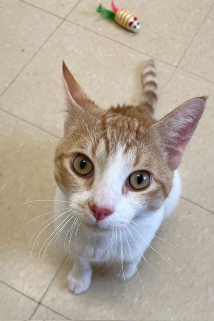 Enlarge Arrow, a ADOPTABLE Domestic Short Hair in Red Wing, MN image 2/5