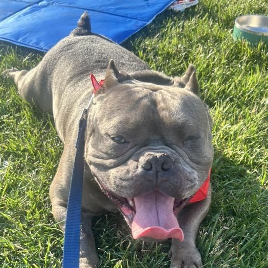 Moo Deng, Adult Male English Bulldog