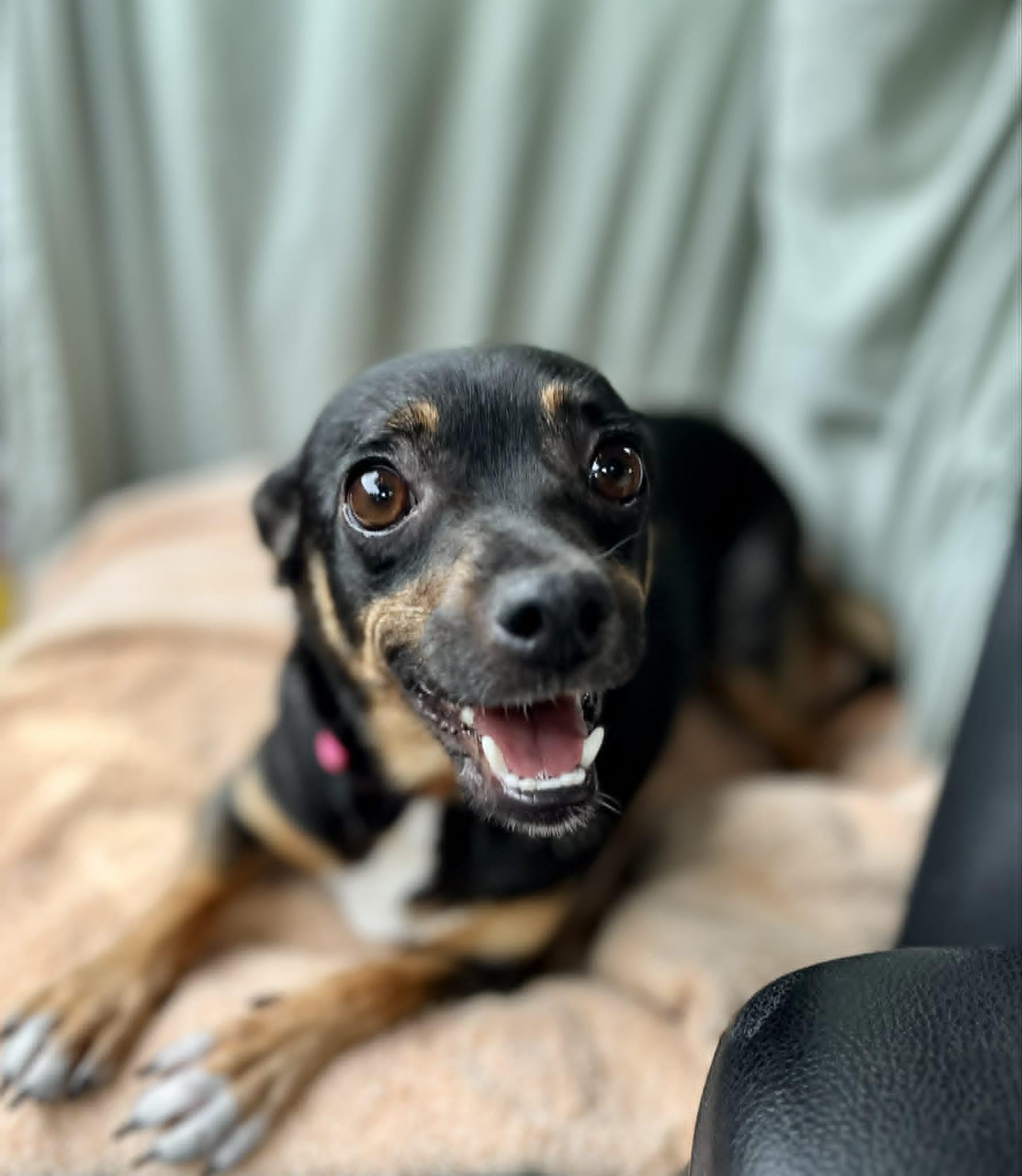 Enlarge Miss Bitty, an adopted mixed breed in Oakland, NJ image 5/6
