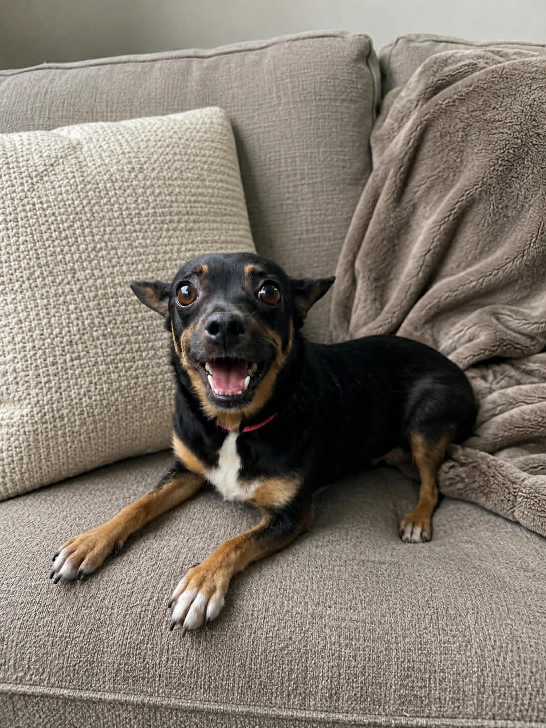 Enlarge Miss Bitty, an adopted mixed breed in Oakland, NJ image 3/6
