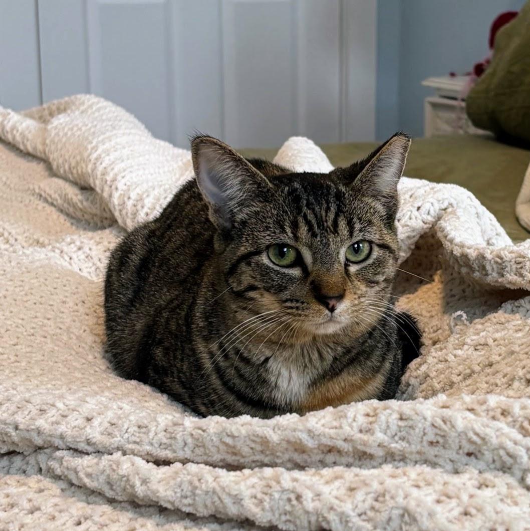 Liah, Adoptable, Adult Female Domestic Short Hair.