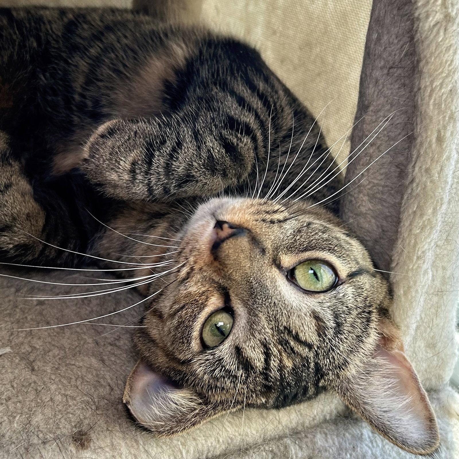Enlarge Liah, a Adoptable Domestic Short Hair in Norwood, OH image 2/2